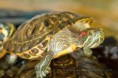 A turtle who survived 50 years without eating